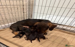 Dachshund dogs for sale: Wire haired Teckel puppies  - Advert 4