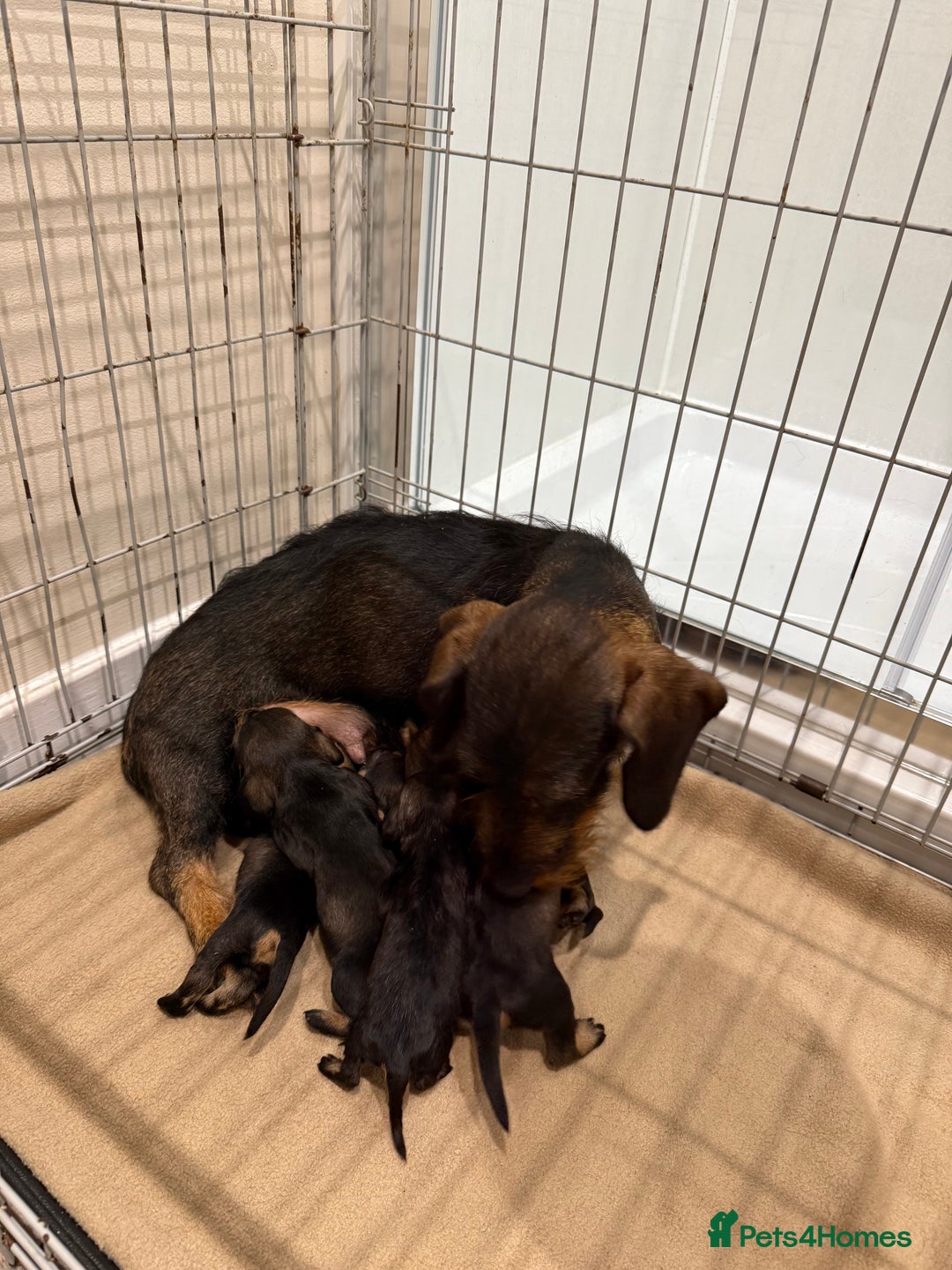 Dachshund dogs for sale: Wire haired Teckel puppies  - Advert 4