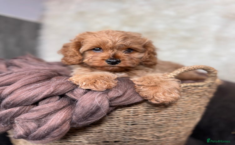 Cavapoo dogs - Advert 2