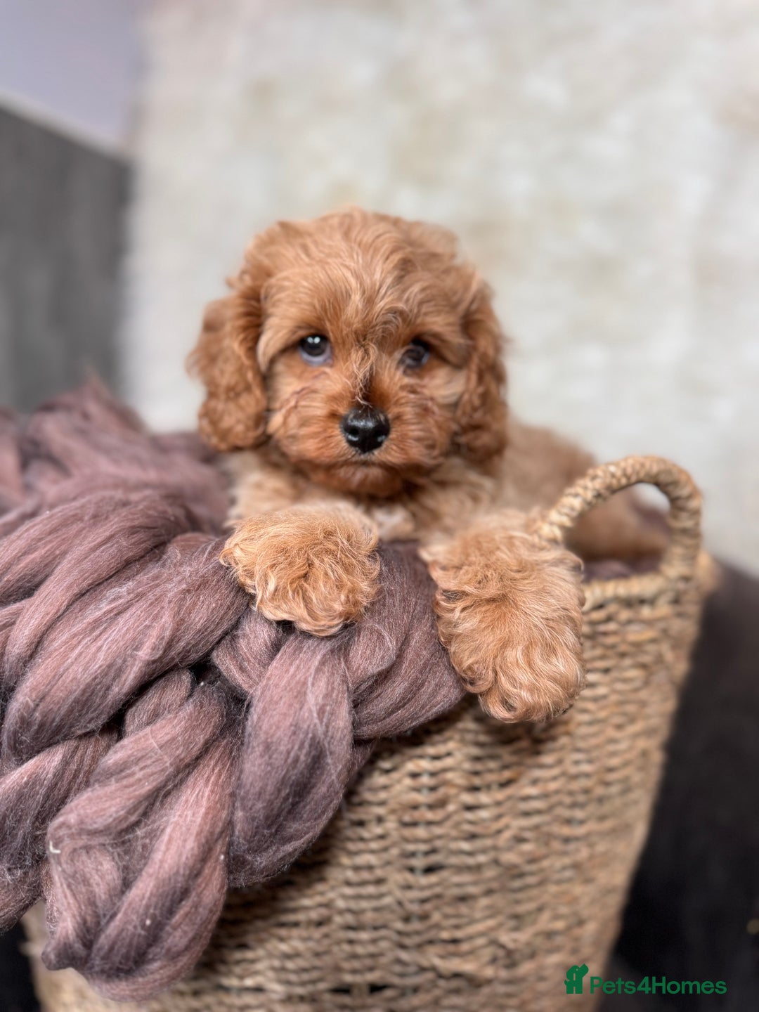 Cavapoo dogs for sale: F1 health tested Cavapoo puppy - Image 1