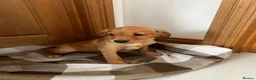 Goldador dogs for sale:  ♥️Gorgeous Puppies Ready For Walks ♥️ - Advert 17