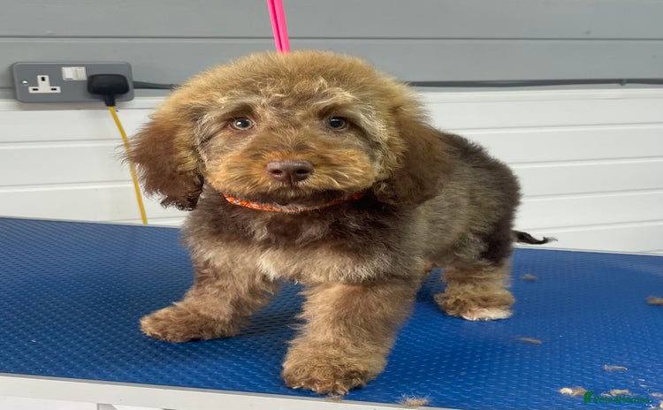 Miniature Poodle dogs - Advert 4