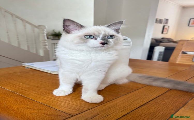 Ragdoll cats - Advert 14