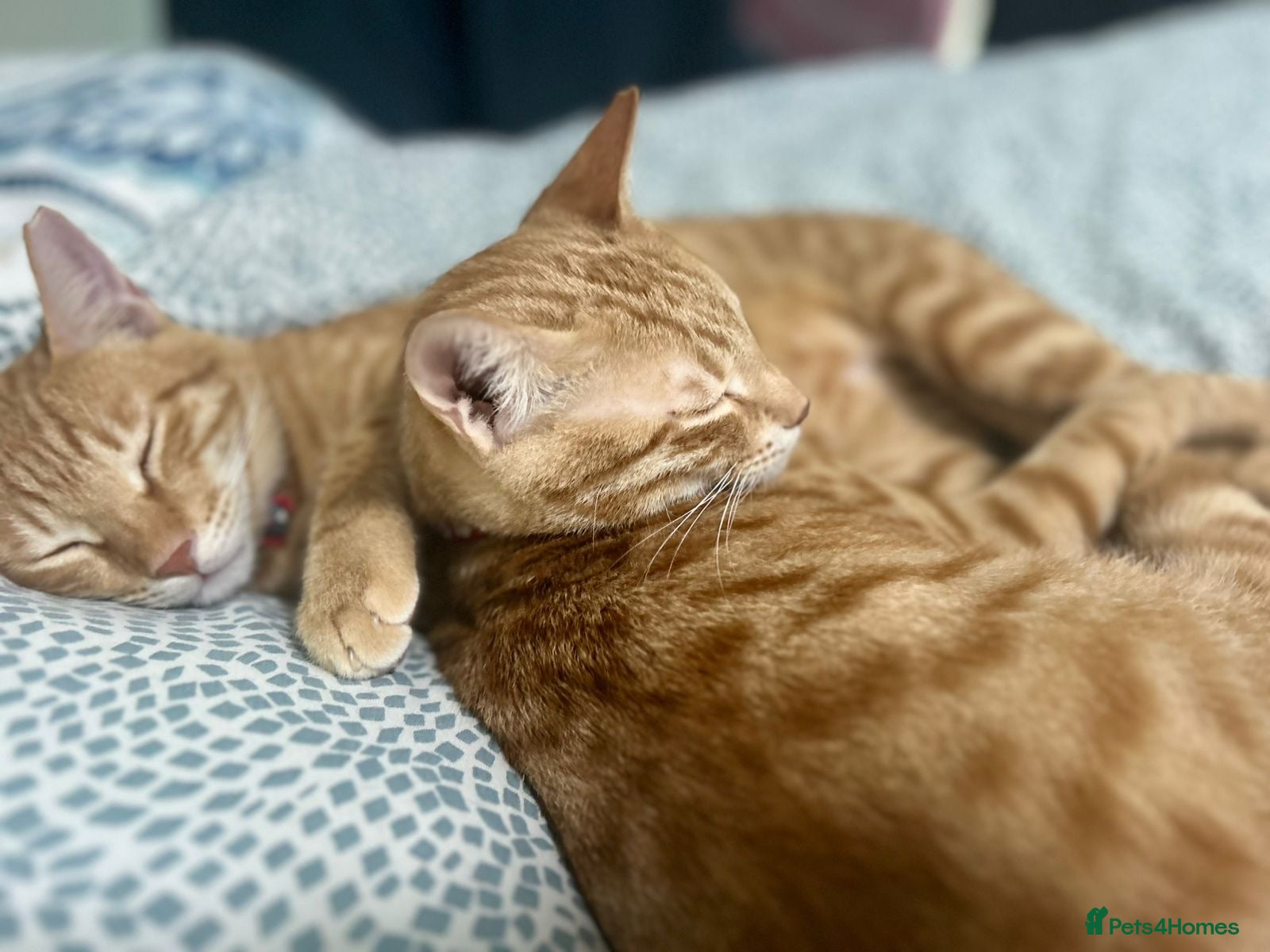 Mixed Breed cats MARMALADE JASPER DoG FRIENDLY PAIR BONDED NEUTERED - Advert 4