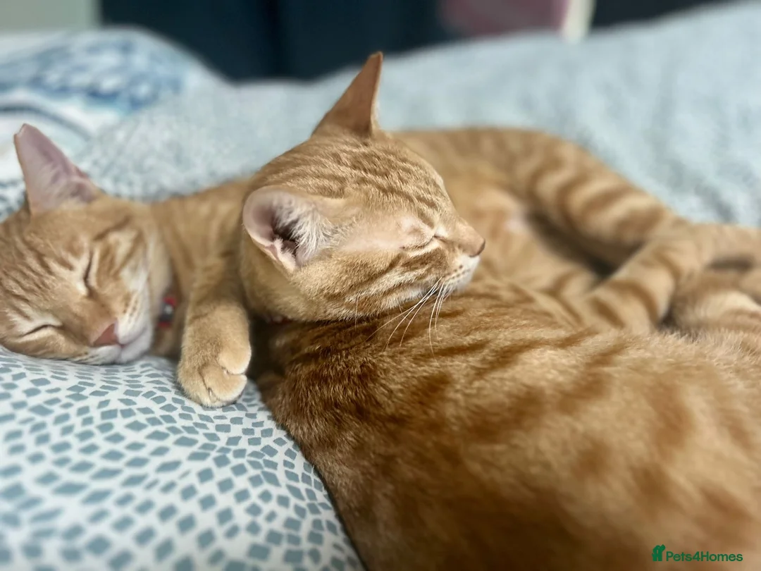 Mixed Breed cats for adoption: MARMALADE JASPER DoG FRIENDLY PAIR BONDED NEUTERED - Advert 1