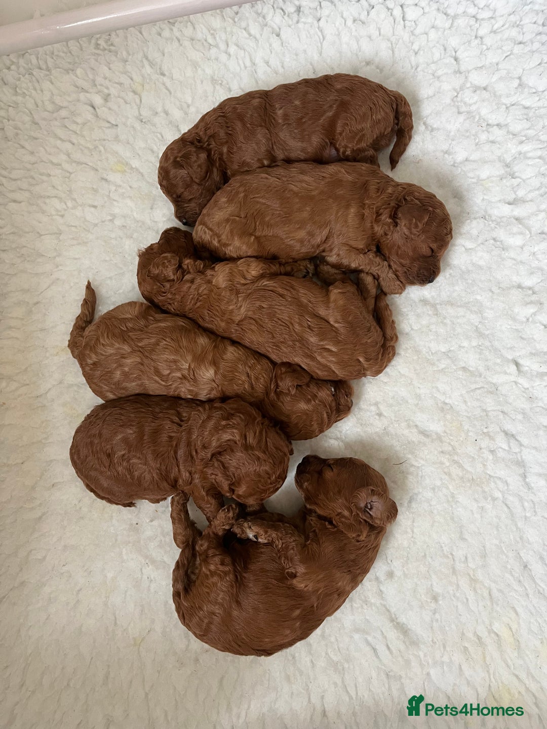 Toy Poodle dogs for stud: XXS Deep Mahogany Red Asian poodle Stud in Romford - Image 6
