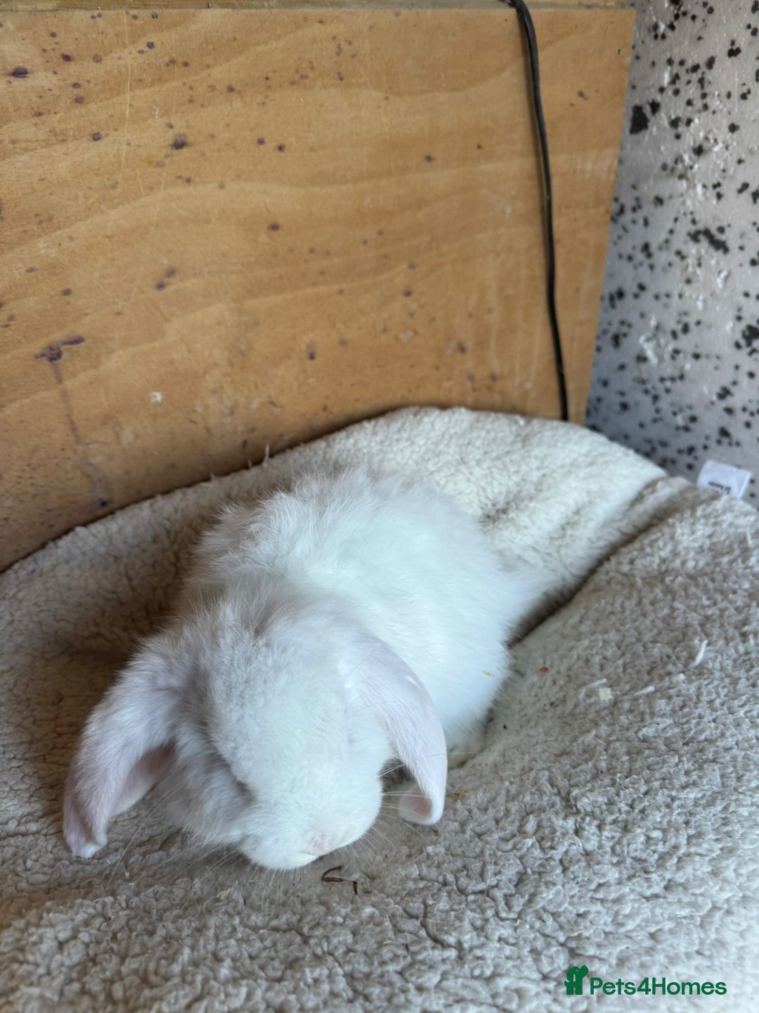 French Lop rabbits for sale: Purebred French Lop baby rabbits for sale  - Advert 22
