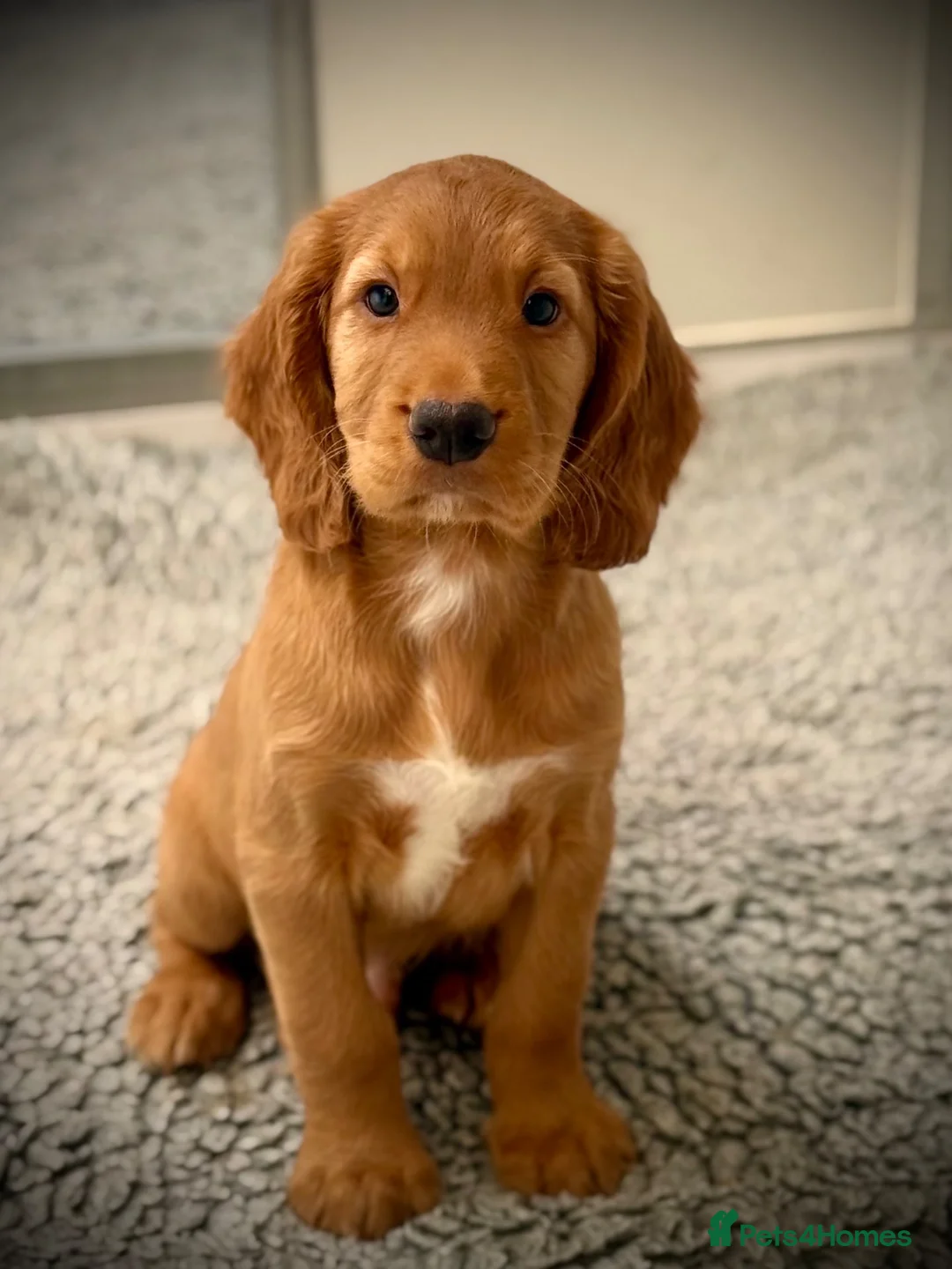 Cocker Spaniel dogs for sale: Working Cocker Spaniel Boy Pup. - Advert 4