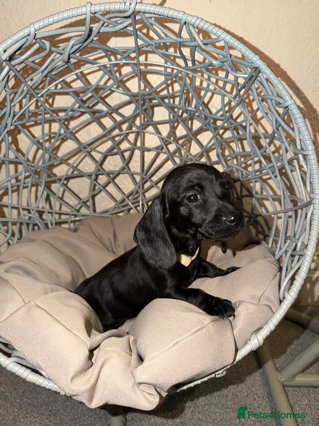 Dachshund dogs for sale: Dachshund Puppies Available 🐾 - Advert 3