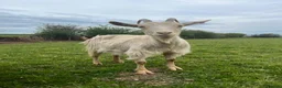 Goats livestock for sale: 3 golden guernsey cross girls in Pencader - Advert 5