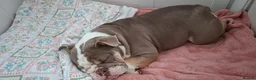 English Bulldog dogs for sale: Our beautiful girl V 💜 1 year very said sale in Market Harborough - Advert 6