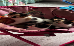 British Longhair cats for sale: Amazingly friendly and beautiful fluff balls - Image 2