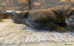 Mixed Breed dogs for sale: Border x Cairn Terrier puppies - Image 11