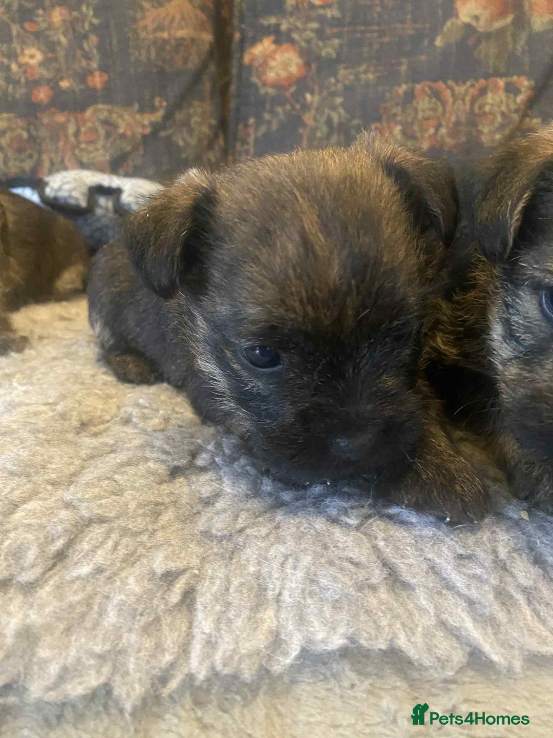 Mixed Breed dogs for sale: Border x Cairn Terrier puppies - Image 11