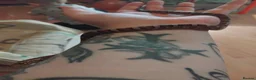 Corn Snake reptiles for sale: 2 corn snakes with 2 set ups - Advert 9