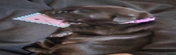 Labrador Retriever dogs for sale: Black labrador puppies - Advert 9