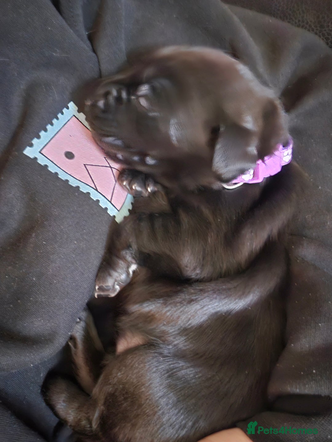 Labrador Retriever dogs for sale: Black labrador puppies - Advert 9