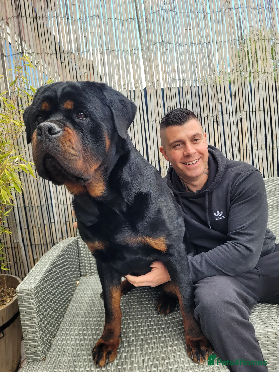 Rottweiler dogs for sale: GIANT ROTTWEILER PUP. PICK OF LITTER FEMALE - Advert 19