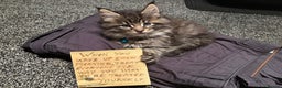 Maine Coon cats for sale: Mainecoon female 'lily' looking for family home 🏡 - Advert 2