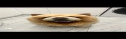 Chow Chow dogs for stud: Blaze 🔥 Cream Chow Chow Stud - Advert 6