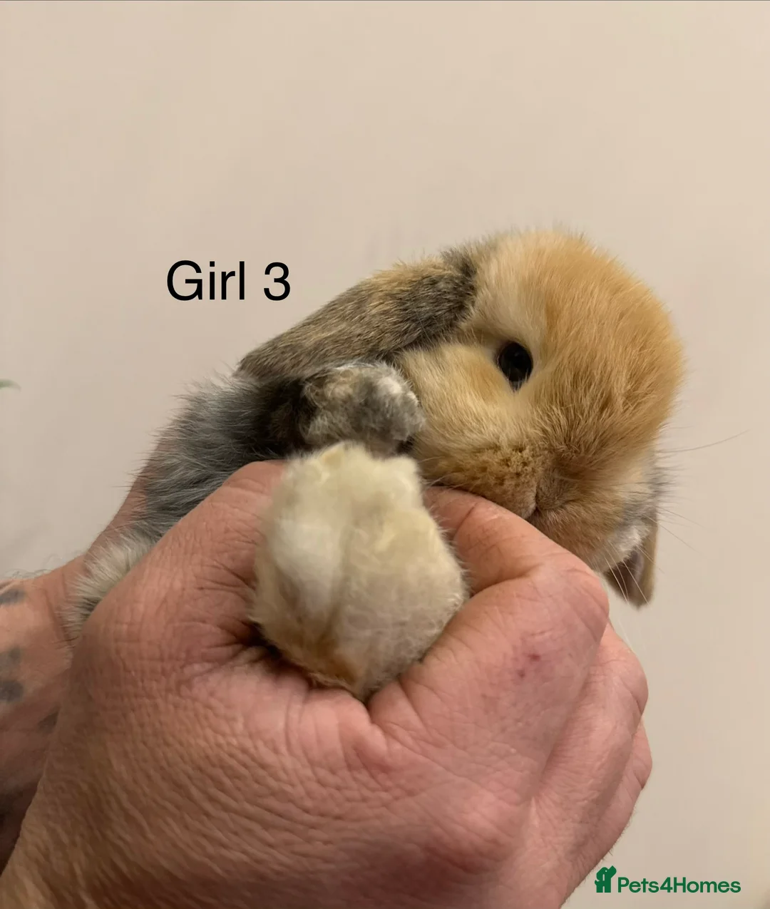 Mini Lop rabbits for sale: ✨Stunning Magpie & Harlequin Mini Lops✨ - Advert 20