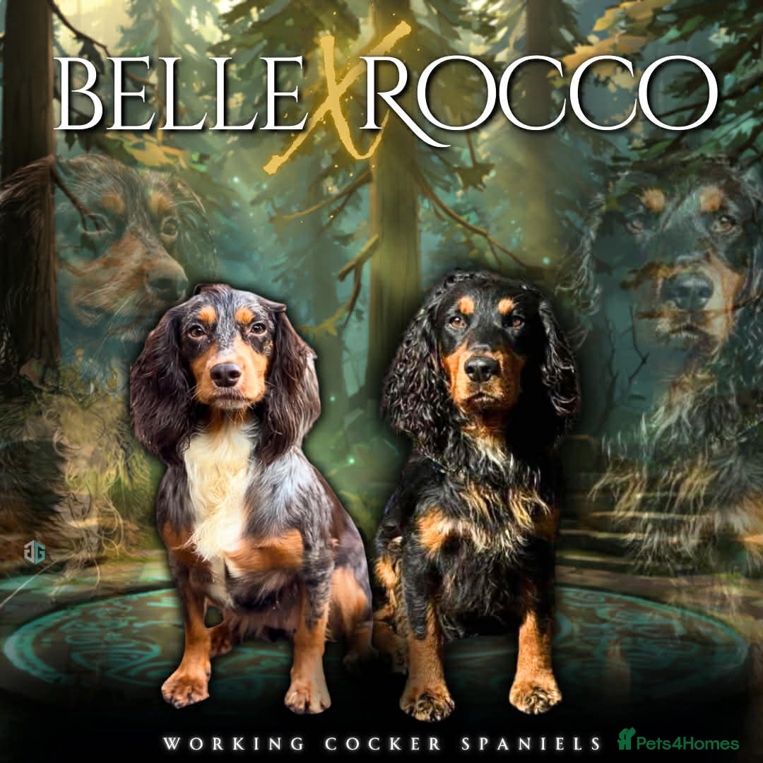 Cocker Spaniel dogs Working Cocker spaniels  in Darlington - Advert 4