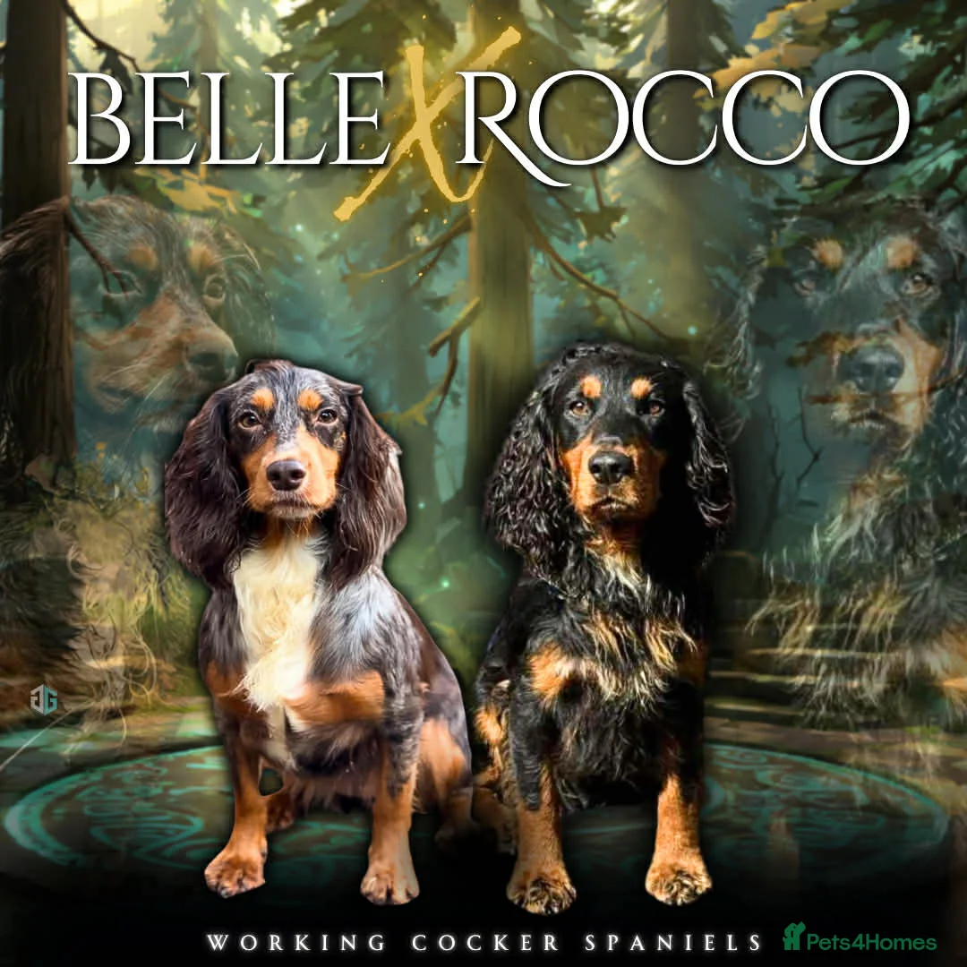 Cocker Spaniel dogs for sale: Working Cocker spaniels  in Darlington - Advert 1