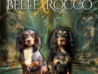 Cocker Spaniel dogs Working Cocker spaniels in Darlington - Advert 4