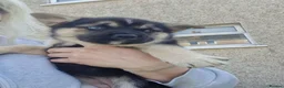 Mixed Breed dogs for sale: Miss  - Advert 11