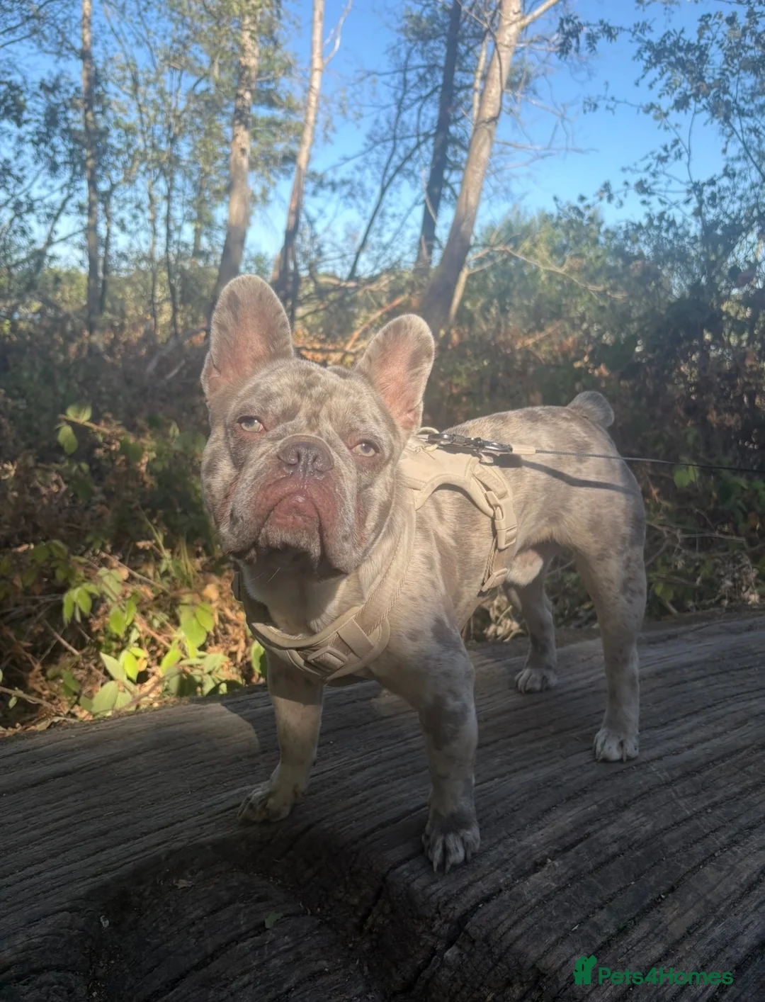French Bulldog dogs for stud: 🐾 BLUE MERLE FRENCH BULLDOG AVAILABLE FOR STUD 🐾 - Advert 2