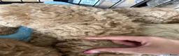 Cockapoo dogs for sale: Wonderful healthy puppies can go to new homes  - Advert 17
