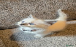 Ragdoll cats for sale: Ready Now. Stunning GCCF Pure Bred Ragdoll kittens - Image 39