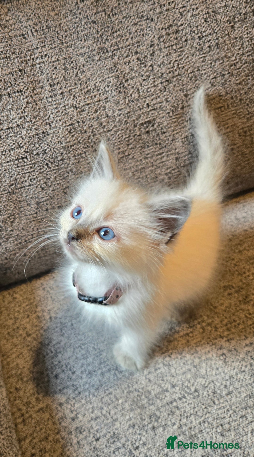Ragdoll cats for sale: Ready Now. Stunning GCCF Pure Bred Ragdoll kittens - Image 39