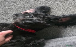 Cockapoo dogs for sale: Molly F1 cockapoo 💝 - Advert 9