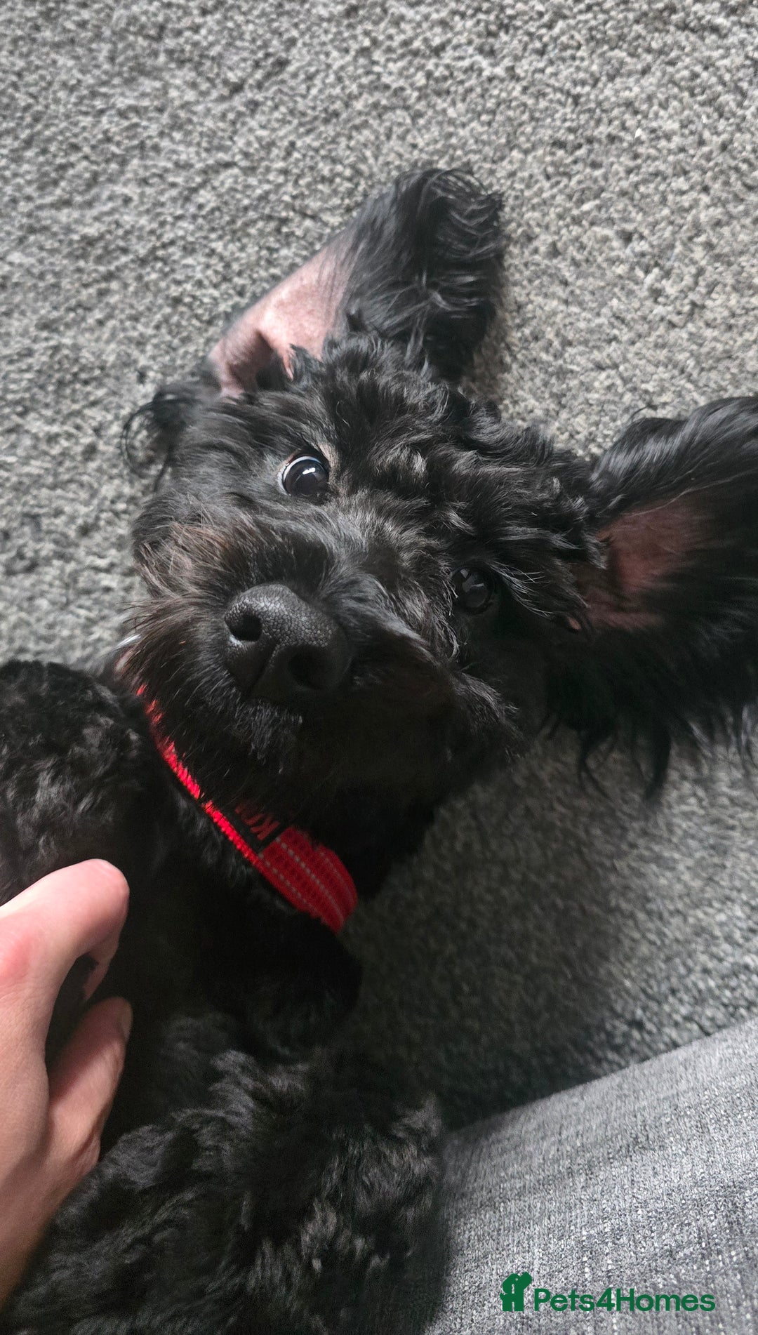 Cockapoo dogs for sale: Molly F1 cockapoo 💝 - Advert 9