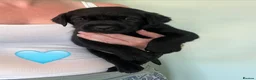 Labrador Retriever dogs for sale: 2 gorgeous black boys available  - Advert 9