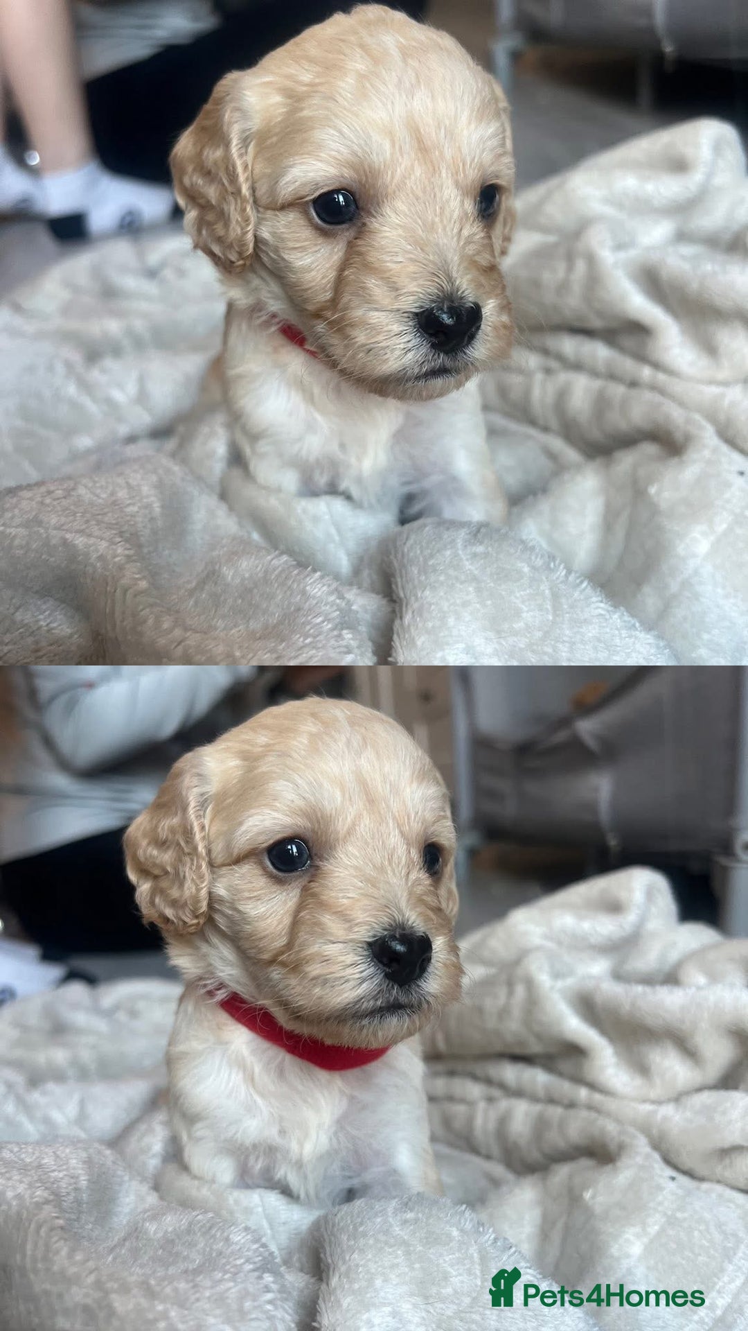 Cockapoo dogs for sale: Cockapoo puppies - Image 16