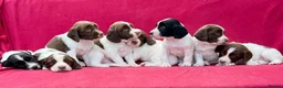 English Springer Spaniel dogs for sale: With an OFF SWITCH springers - Advert 30