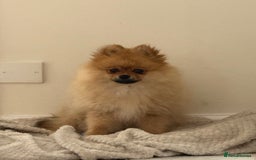 Pomeranian dogs for sale: Pomeranian - Image 5