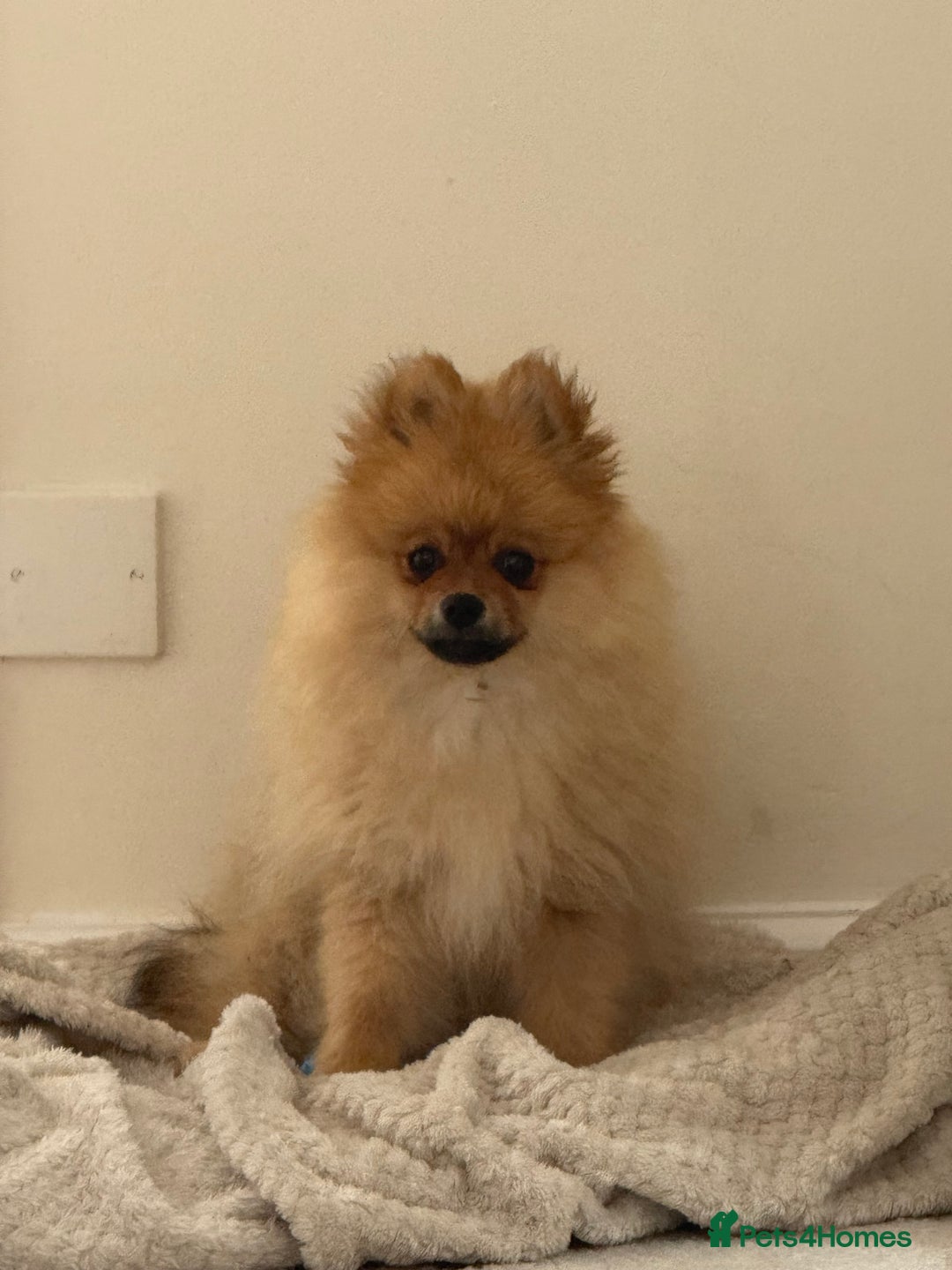 Pomeranian dogs for sale: Pomeranian - Image 5