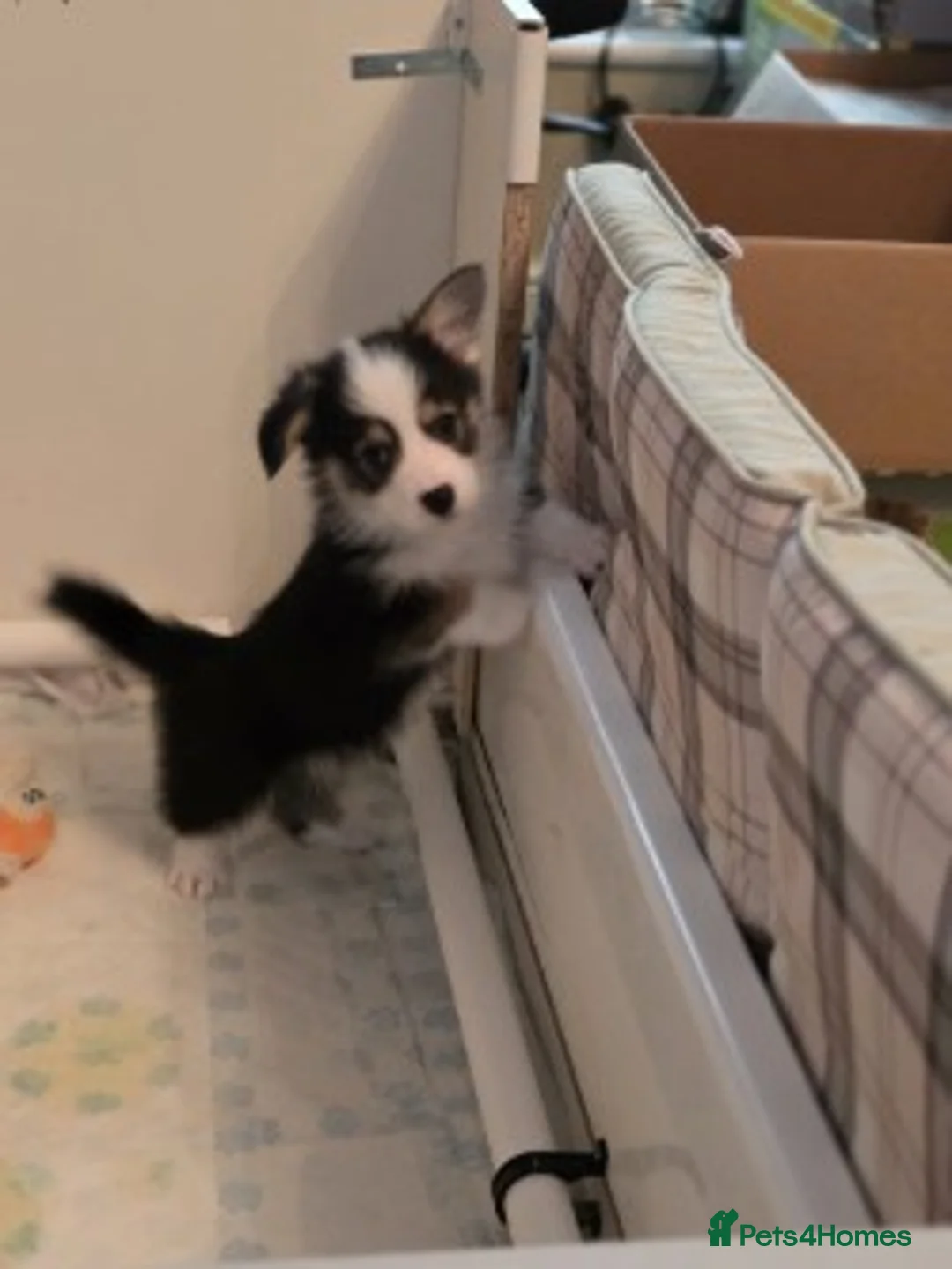 Welsh Corgi Pembroke dogs for sale: Last Welsh Corgi Boy available from 17th Jan 2026 - Advert 3