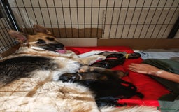 German Shepherd dogs for sale: German Shepherd puppies - Image 11