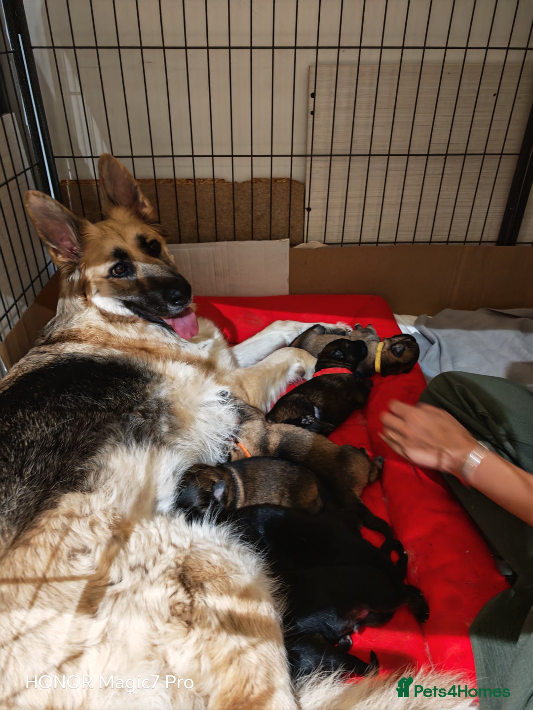 German Shepherd dogs for sale: German Shepherd puppies - Image 11