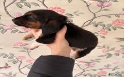 Basset Hound dogs for sale: Bassett hound puppies  - Advert 18