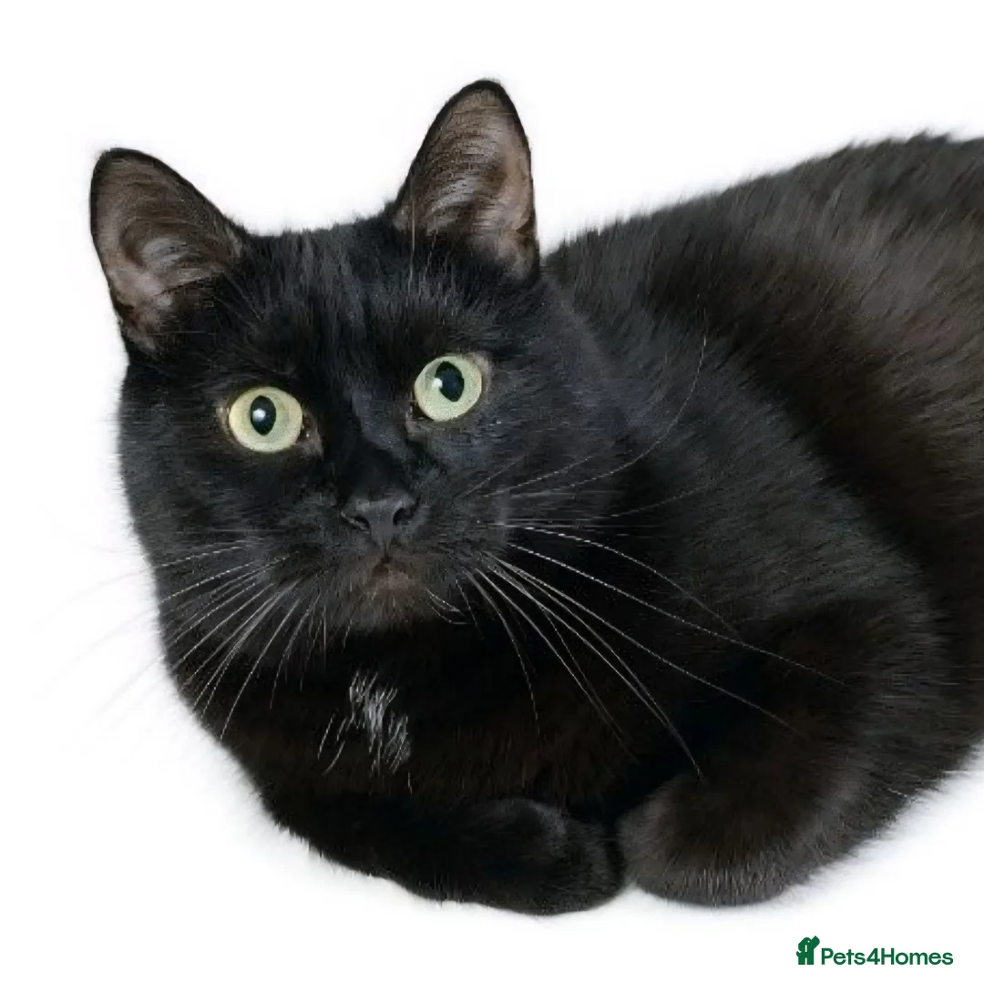 Domestic Shorthair cats for sale: Gorgeous Fluffy Black & White Kittens - Advert 2