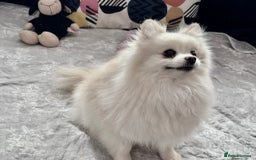 Pomeranian dogs for adoption: Sarah’s Story: From Misery to Hope - Image 4