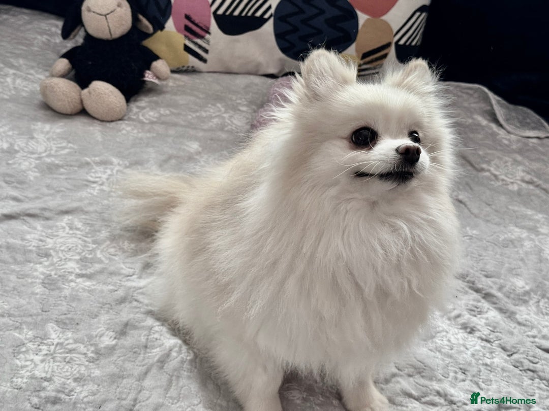 Pomeranian dogs for adoption: Sarah’s Story: From Misery to Hope - Image 4