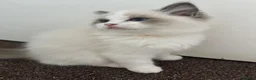 Ragdoll cats for sale: Pure breed GCCF Reg kittens - Advert 25