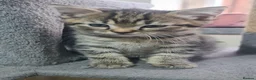 British Shorthair cats for sale: A beautiful litter of 5 kittens British Shorthair - Advert 18