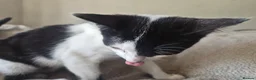 Mixed Breed cats for sale: Cheeky harlequin kittens - Advert 7